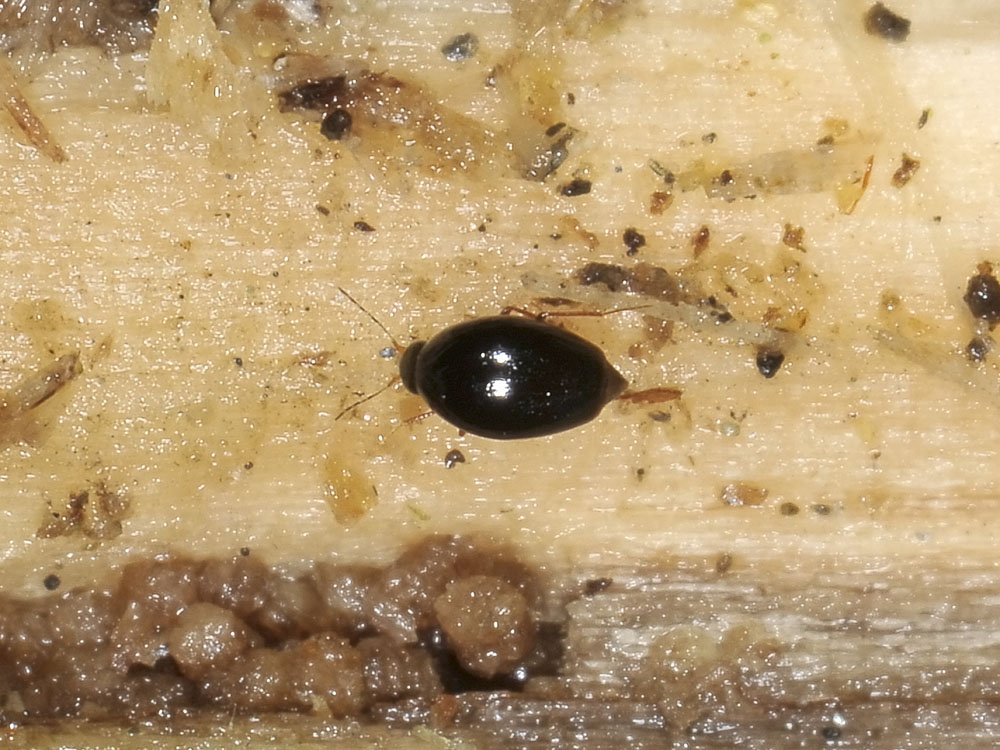 Scaphisoma agaricinum?